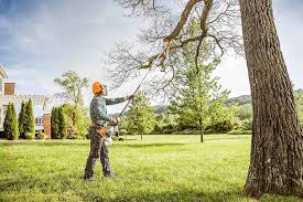 Tree and Shrub Care in Torrance, CA